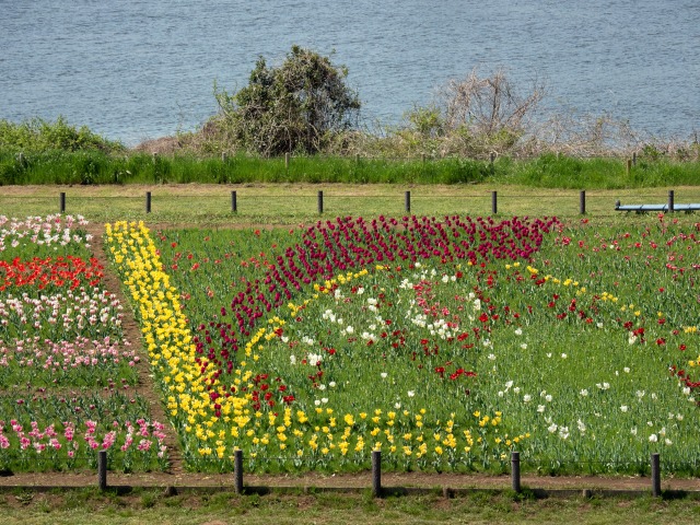 足立区都市農業公園　チューリップの巨大アート