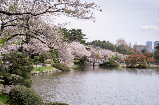 新宿御苑の池を巡る満開の桜