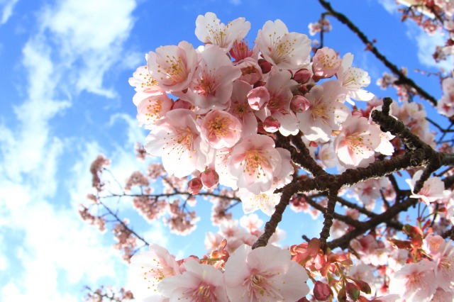 綺麗なあたみ桜