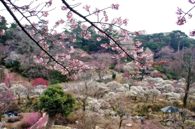 熱海梅園