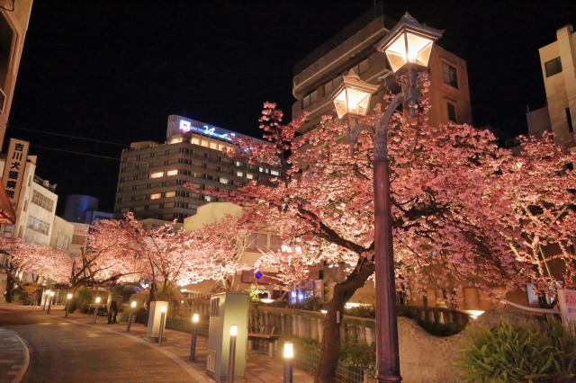 糸川遊歩道のあたみ桜