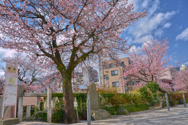 糸川遊歩道のあたみ桜　糸川桜まつり