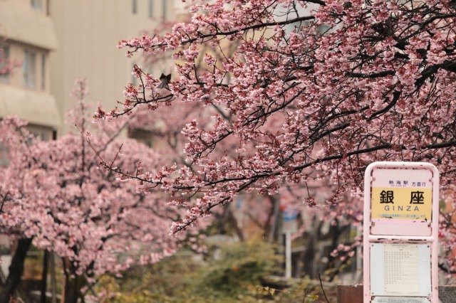 糸川遊歩道のあたみ桜