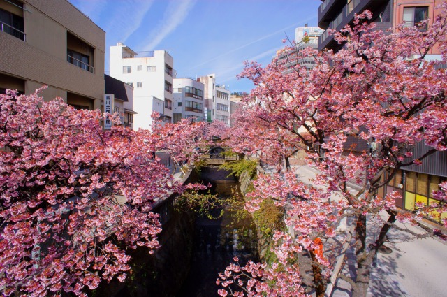 糸川遊歩道のあたみ桜