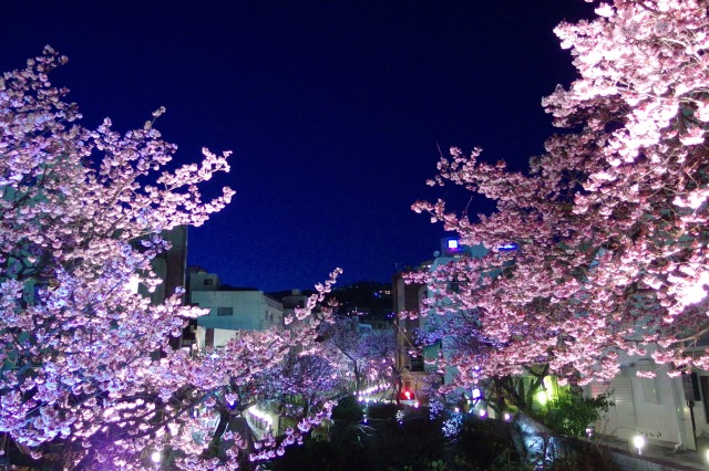 糸川遊歩道のあたみ桜　糸川桜まつり