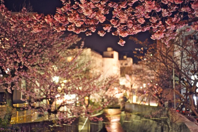 糸川遊歩道のあたみ桜