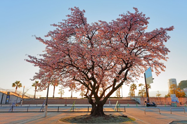 渚小公園のあたみ桜