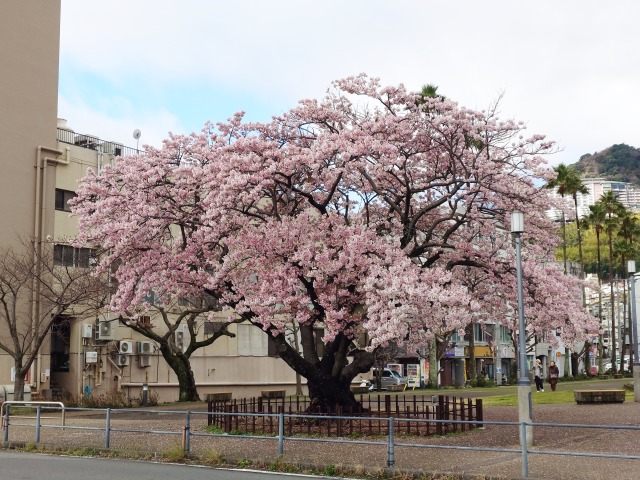 渚小公園のあたみ桜