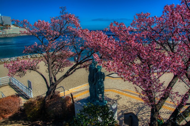 熱海親水公園のあたみ桜