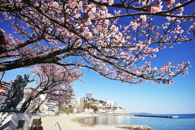 熱海親水公園のあたみ桜