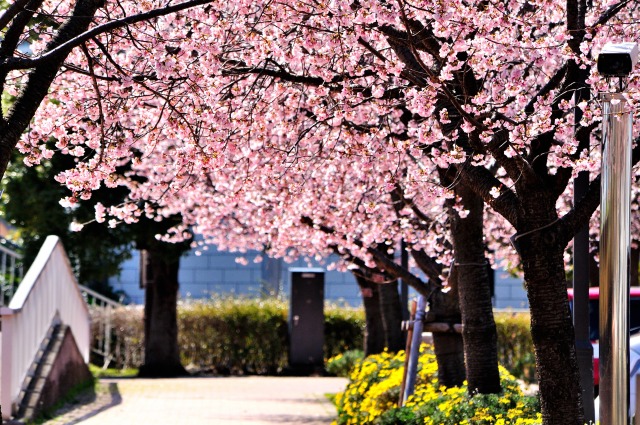 熱海親水公園のあたみ桜