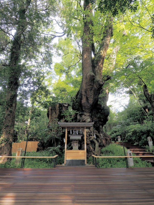 來宮神社の御神木　大楠