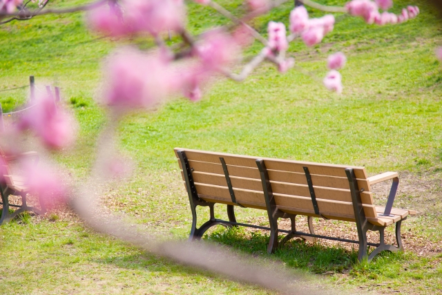 梅の花と、公園のベンチ　春の景色