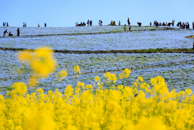 国営ひたち海浜公園のネモフィラと菜の花