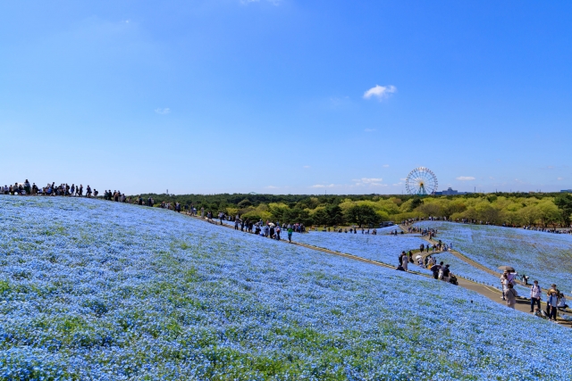 国営ひたち海浜公園のネモフィラ