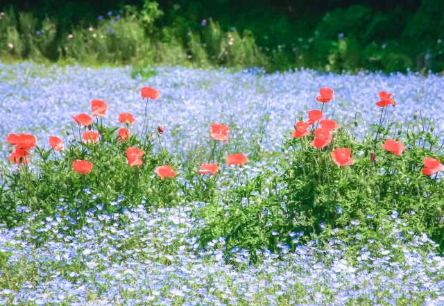 くりはま花の国のネモフィラとポピー