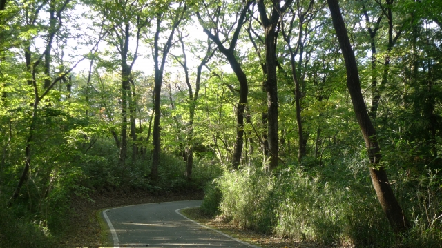 国営武蔵丘陵森林公園のサイクリングロード