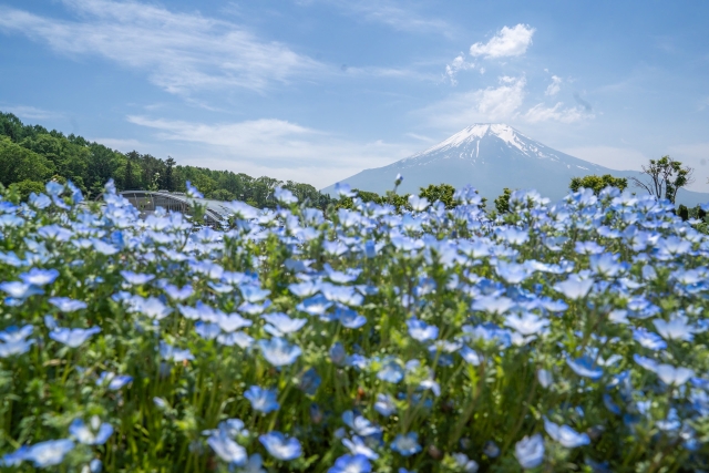 山中湖 花の都公園のネモフィラ