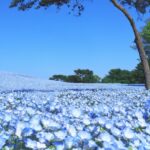 関東の絶景ネモフィラ畑！GWに出かけたい絶景スポットをジャンルごとに紹介