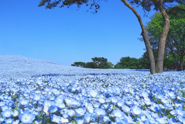 国営ひたち海浜公園のネモフィラ
