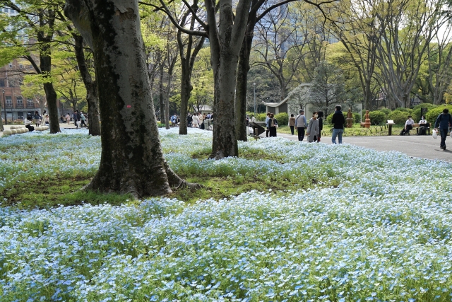 日比谷公園のネモフィラ
