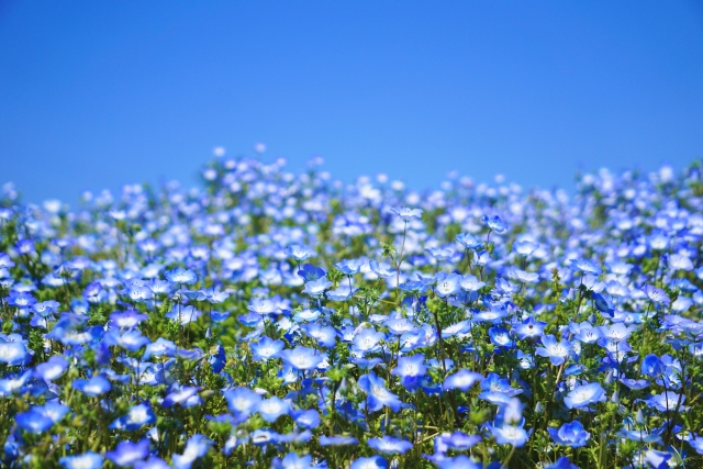 くりはま花の国のネモフィラ