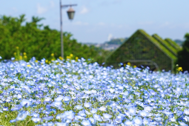 くりはま花の国のネモフィラ