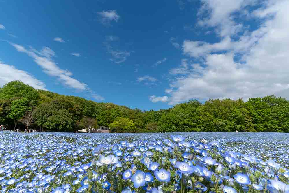 国営武蔵丘陵森林公園