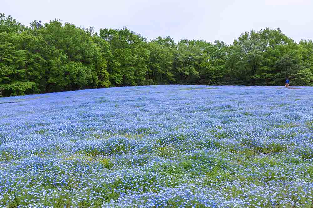 埼玉県　国営武蔵丘陵森林公園のネモフィラ
