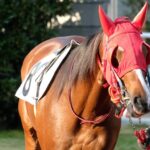 初めての競馬場ガイド！入場料や都内近郊の競馬場、初心者におすすめの馬券の選び方