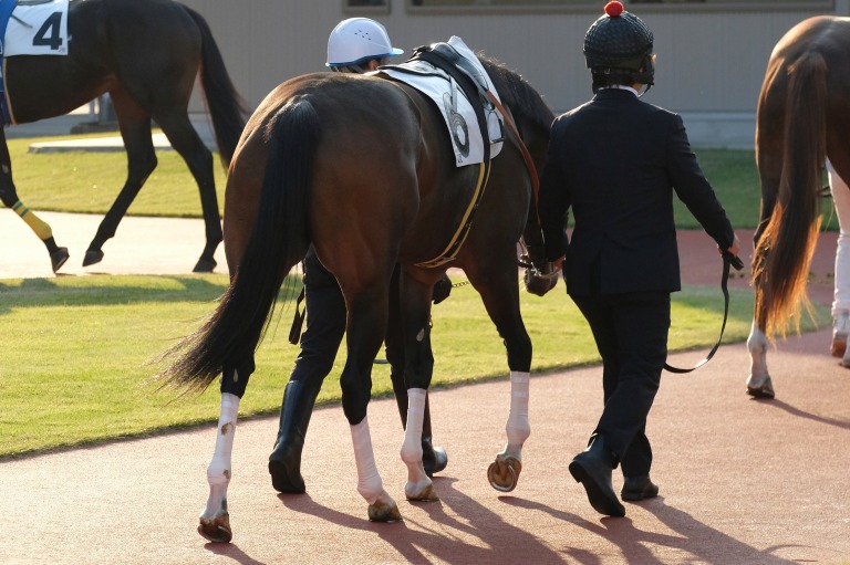 競馬場を歩く競走馬と人
