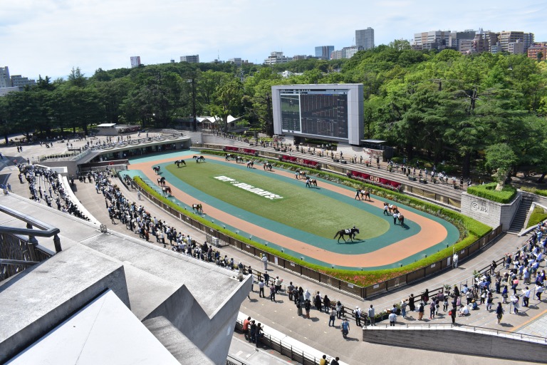 東京競馬場のパドック