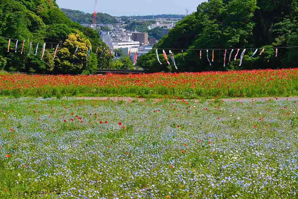 神奈川県横須賀のくりはま花の国の花々