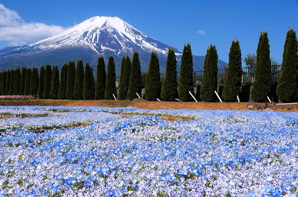 山中湖 花の都公園