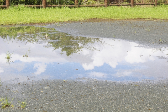 晴れ模様　草と水たまりとそこに映る空