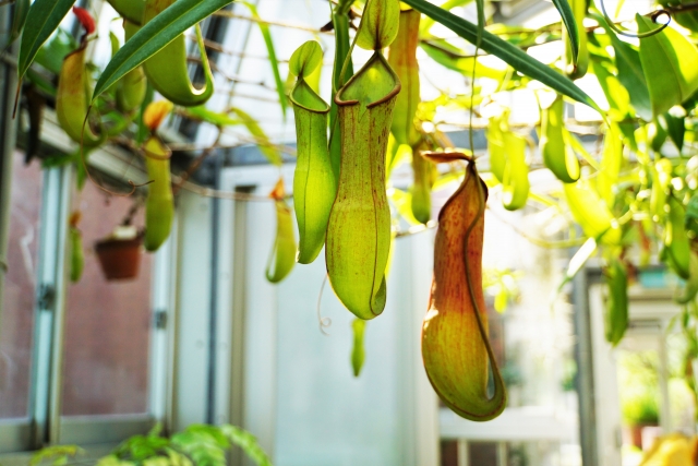 夢の島熱帯植物館の植物