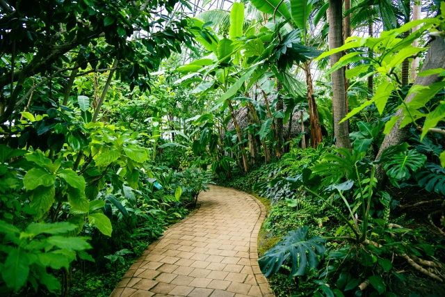 夢の島熱帯植物館　屋内