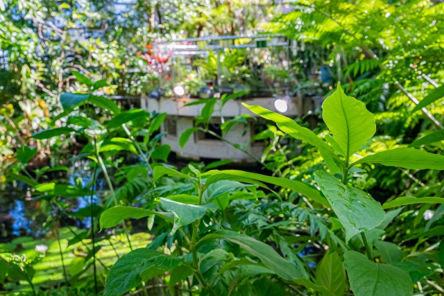 夢の島熱帯植物館