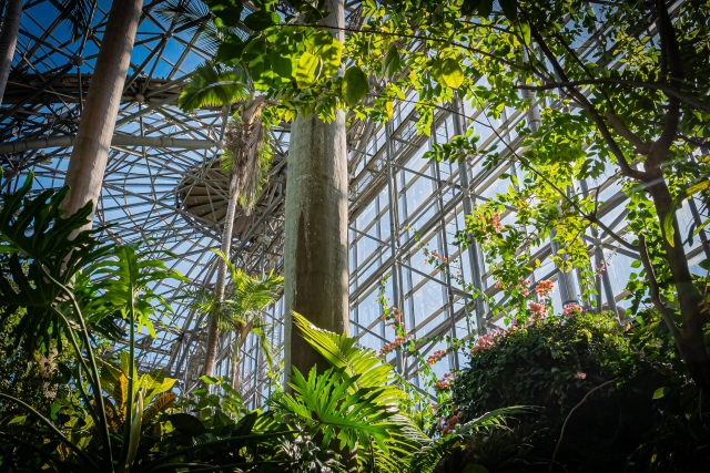 夢の島熱帯植物館