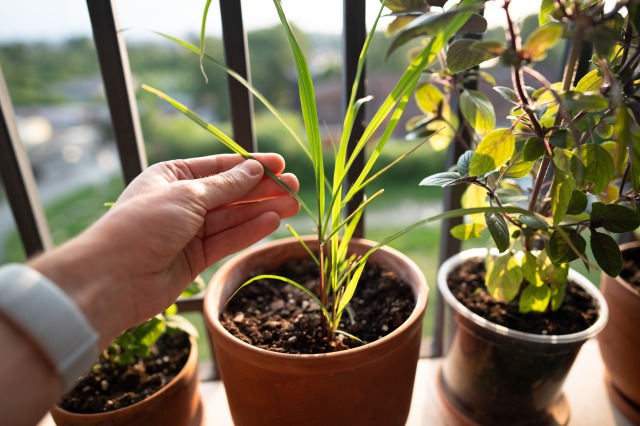 ベランダで育てるレモングラスを手で掴む　植物