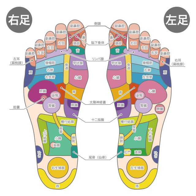 足裏の反射区の図解　イラスト　足ツボ解説
