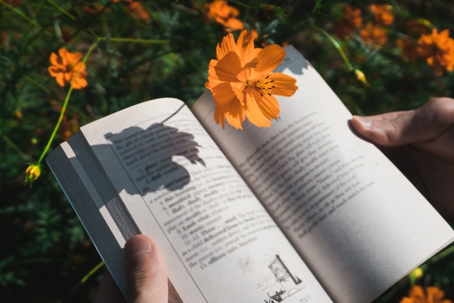 オレンジのコスモスと本　読書