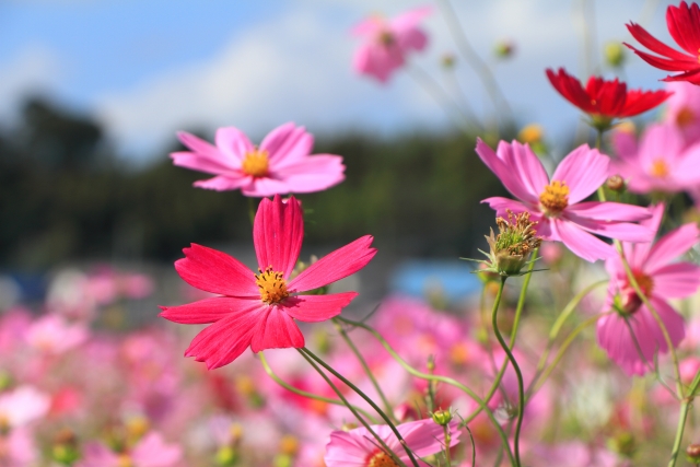 コスモスの花　花畑と青空と山