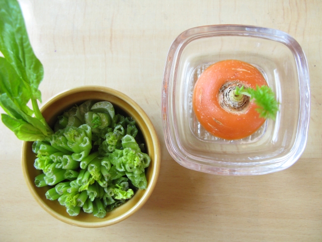 リボベジ 再生栽培中のにんじんと小松菜