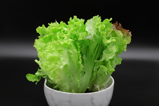 リボベジ 再生栽培中のレタス