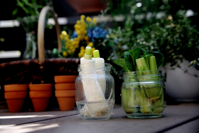 リボベジ 再生栽培中のネギや小松菜 おしゃれな瓶