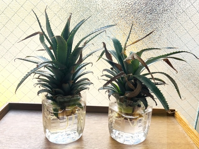 リボベジ 再生栽培中のパイナップル