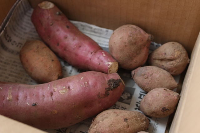 ダンボールに入ったさつまいも　複数の種類