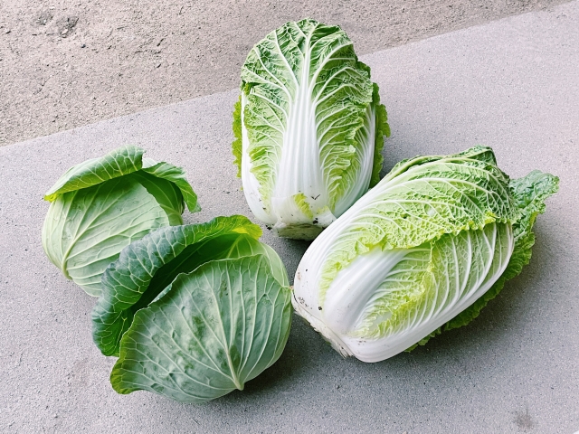 白菜とキャベツ　収穫イメージ