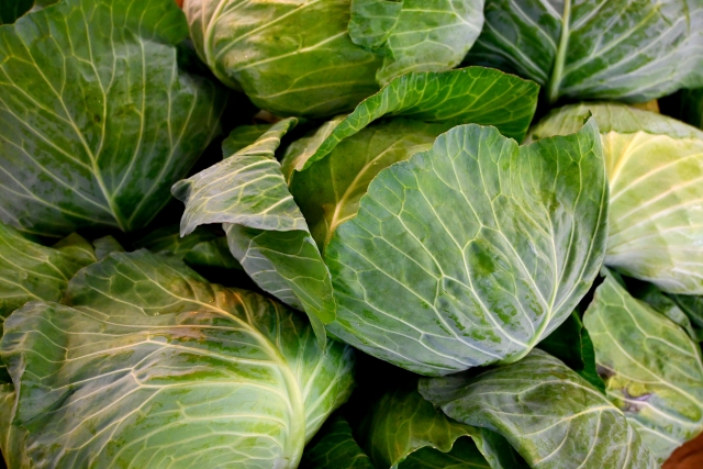 キャベツ　収穫イメージ